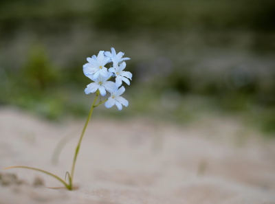 Bild "Willkommen:220519_flower-g0821b33d9_1920.jpg"